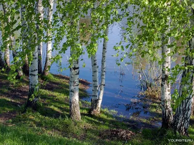 Березы на берегу широкой реки, лучи…» — создано в Шедевруме