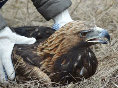 Беркут (лат. Aquila chrysaetos)