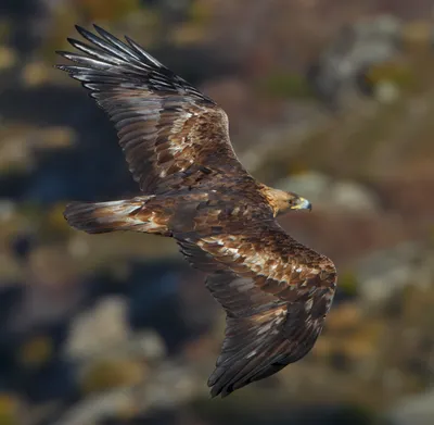 Golden Eagle (Aquila chrysaetos). Беркут | Орлы, Беркут, Домашние птицы