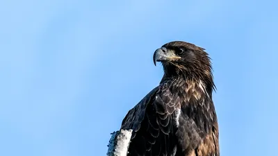 Беркут вернулся в родное небо - Проект «Крылья» - Новости - Кузнецкий Алатау