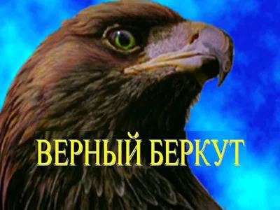 Беркут, самая сильная хищная птица Аляски | УДИВИТЕЛЬНОЕ РЯДОМ | Дзен