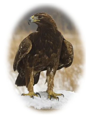 Беркут (Aquila chrysaetos) — Зоопарк «Лимпопо» г. Нижний Новгород –  Нижегородский зоопарк