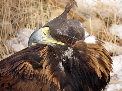 Беркут. Aquila chrysaetus [1986 Бабенко В.Г., Кузнецов А.А. - Птицы Красной  книги СССР]