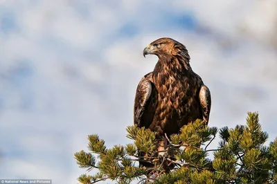 Беркут, сыч орла, хищная птица, птица, охотник, Falconry, природа,  животные, клюв, глаза, крыла, Стоковое Изображение - изображение  насчитывающей охотник, глаза: 79143471