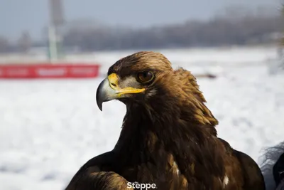 Беркут (Aquila chrysaetos). Птицы Сибири.