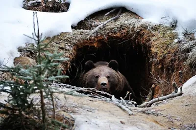 Как выглядит берлога медведя изнутри – «прямой репортаж» с места событий |  Ваша Планета | Дзен