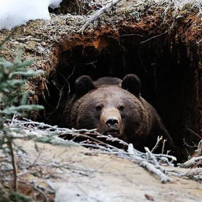 Медведи в берлоге (45 фото) в 2023 г | Бурые медведи, Медведь, Гималайский  медведь