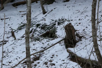 Биологи рассказали, как спят и что делают зимой медведи в Тверской области
