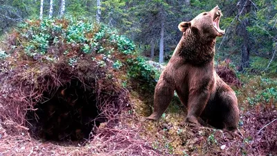 Пропавшую туристку спустя 2 дня нашли в берлоге медведя, он согревал ее и  защищал от хищников - YouTube