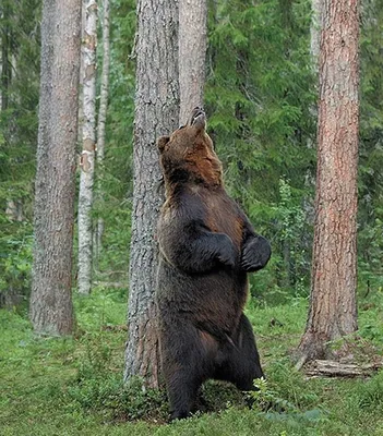 Наш Златоуст - Так выглядит настоящая берлога медведя... | Facebook