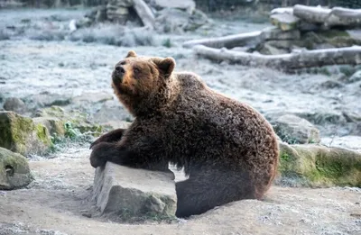 Какие берлоги устраивает медведь