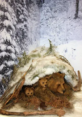Рисунок Спит медведь в берлоге №39932 - «Зимняя сказка» (08.01.2024 - 01:59)