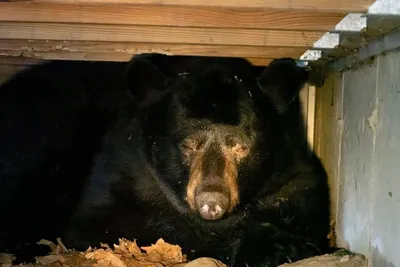 В США медведь устроил берлогу под порогом дома местных жителей (фото)