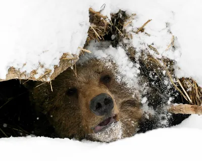 Такого пациента нет»: человек, выживавший месяц в берлоге медведя в Туве,  оказался фейком - KP.RU