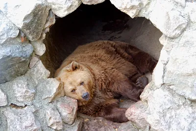 Сколько у медведя берлог и зачем хищнику дополнительные убежища | В когтях  у хищника | Дзен