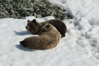 Туристы залезли в берлогу к новосибирскому медведю, чтобы сделать селфи  (видео) | Infopro54 - Новости Новосибирска. Новости Сибири