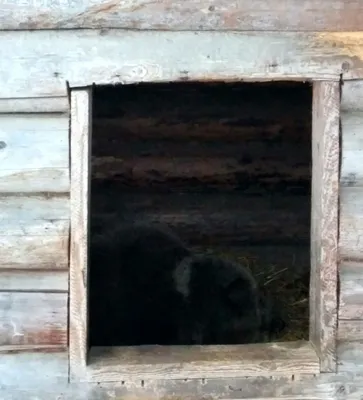 На пожарах в Югре сгорела берлога медведя | ОБЩЕСТВО | АиФ Югра