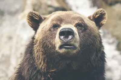 В ХМАО голодный медведь, у которого сгорела берлога, пришел к пожарным -  РИА Новости, 08.08.2022