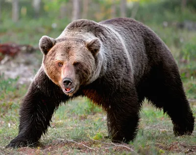Сибирский биолог Зайка встретит Новый год в берлоге белого медведя - sib.fm