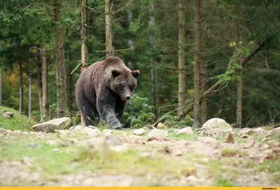 Байкал. Охота на медведя \"на берлоге\" - Все об отдыхе, рыбалке и охоте на  Байкале.