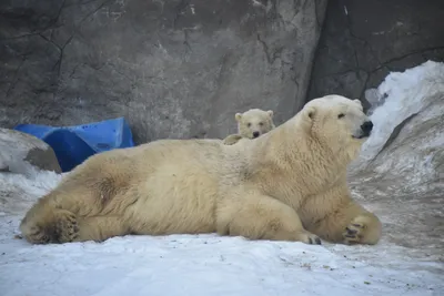 Российский биолог показал на видео берлогу белого медведя изнутри —  14.12.2020 — В России на РЕН ТВ