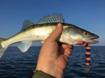 Охотник и рыболов - Как отличить судака от берша? Ставь лайк, рассказываем!  🐟 Берша еще называют \"волжским судаком\", но к судаку он не имеет никакого  отношения. На вид рыбы очень схожи, однако