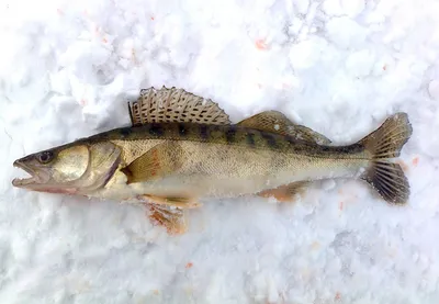 GalAVl.ru - Зимняя рыбалка на Рыбинском водохранилище(Рыбинка): Ловля  судака и берша на блесну с подсадкой тюльки