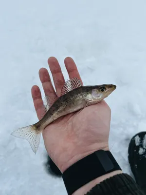 Фото заряженное на секс. На самом деле жарко просто, а еще рыба эта...берш  #fishing #рыбалка | Instagram