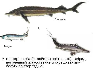 Малек бестера купить для зарыбления водоема с доставкой