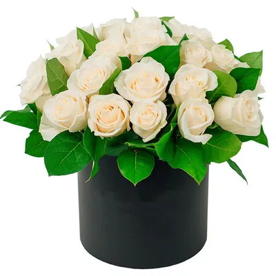 Глубокие бежевые розы стоковое изображение. изображение насчитывающей розы  - 88274863
