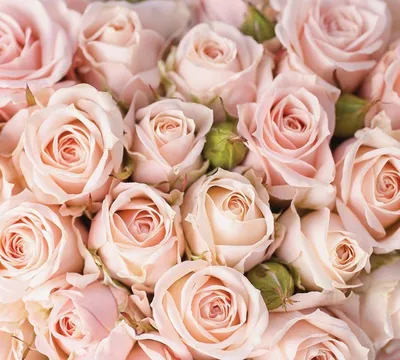 бежевые розы стоковое фото. изображение насчитывающей валентайн - 43216752