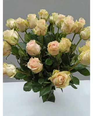 Фотошторы «Кремовые розы» - купить в Москве, цена в Интернет-магазине Обои  3D