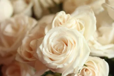 Фотообои Бежевые розы купить на Стену — Цены и 3D Фото интерьеров в  Каталоге интернет магазина allstick.ru