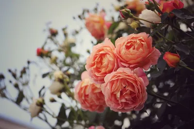 Вдали три бежевые розы, тонкая …» — создано в Шедевруме