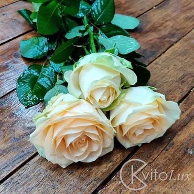 Кремовые пионовидные розы Bombastic купить в Краснодаре с доставкой