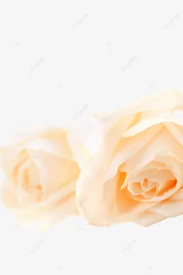 23 кремовые розы (60 см) – купить оптом и в розницу в Москве и Московской  области – Городская База Цветов