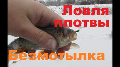 GalAVl.ru - Весенняя рыбалка на Рыбинском водохранилище. Ловля плотвы в  марте на мормышку.