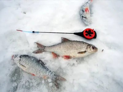 Отлично сегодня половили на безмотылки! #MaxFisherKZ #perch #bream #roach  #icefishing #безмотылка #мормышка #окунь #лещ #плотва #рыбалка… | Instagram