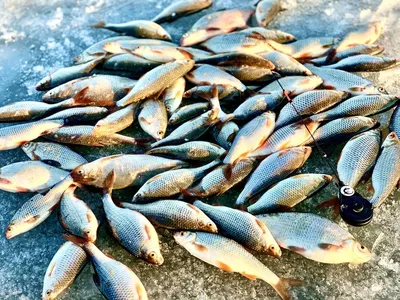 Мормышка Mildaz Свинец/синий кембрик на окуня плотву купить интернет - На  крючке: интернет-магазин рыболовных товаров