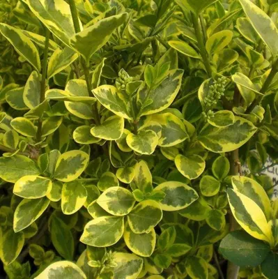 Бирючина обыкновенная Вариегата голд. (Ligustrum variegata gold) С3 купить  в интернет-магазине ЦВІТСАД с доставкой по Украине