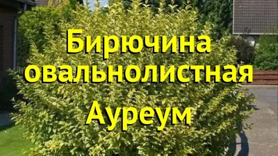 Бирючина обыкновенная - посадка и уход | GreenMarket