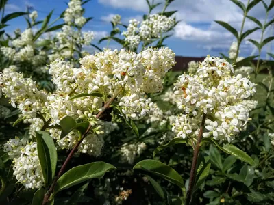 Бирючина Блестящая фото и описание сорта 🌱 купить бирючина Блестящая  почтой недорого в Комсомольск-на-Амуре