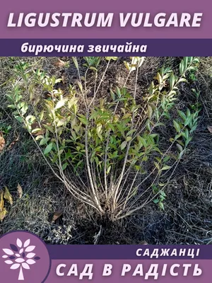 Кустарник лиственный, купить, Deciduous Bush, Rubum foliatus, Купить  растения в Ростове-на-Дону, Интернет-магазин, питомник растений, хвойные и  лиственные, уличные, плодовые и декоративные деревья и кустарники,  растения, цветы, саженцы винограда ...