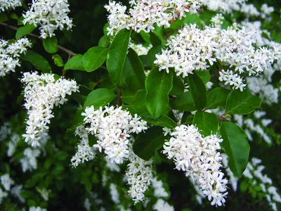 Бирючина обыкновенная формированная / Ligustrum vulgare. Саженцы. Открытая  корневая (ОКС), 3-5 лет: продажа, цена в Харьковской области. Саженцы  декоративных деревьев и кустарников от \"Сад в радость\" - 1427726066