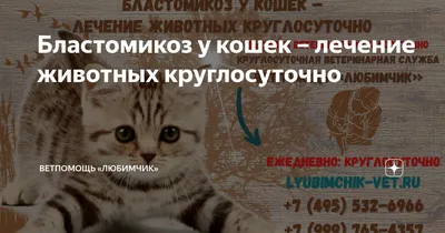 Итраконазол капс. 100 мг №14: цена, купить, инструкция по применению АВВА  Рус ОАО (Россия) в аптеке Радуга