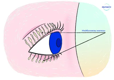 Блефарит: почему нельзя игнорировать воспаление век? Объясняет  врач-офтальмолог. | Скандинавский Центр Здоровья | Дзен