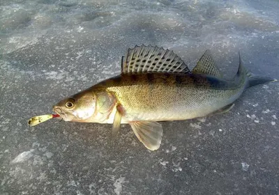 Зимняя блесна на окуня: 10 лучших для зимней рыбалки