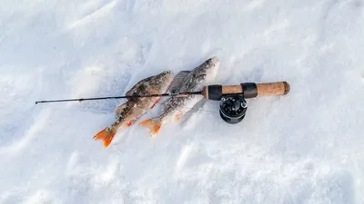 Балансир для ловли окуня зимой на блесну, какой выбрать, как лучше  применить - портал «LANDFISH» все о рыбалке