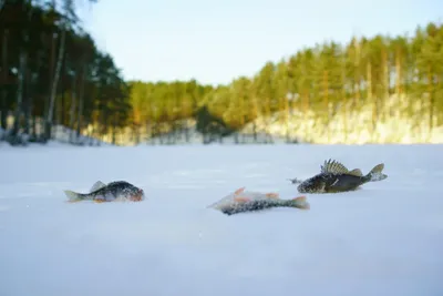 Ловля окуня зимой - полезная статья на рыболовную тематику | Рыболов НН