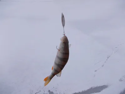 Блесны на окуня для зимней рыбалки: оснастка, техника блеснения окуня